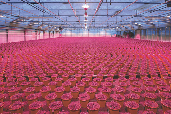horticultural LED Series