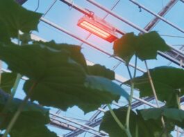 Greenhouse Smart Lighting